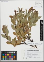 Foto von Salix alpina Scop. x Salix breviserrata Flod.